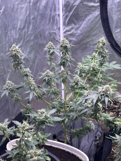 7EC05EF7-442A-4151-9A4C-18935ADAAABA