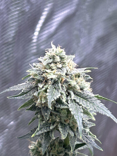 9F5F38F0-5B34-41D5-995C-ED1F84EBF1FC