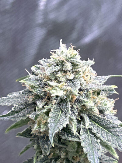 41110E75-4B16-45A9-948F-56E7F5EE160E