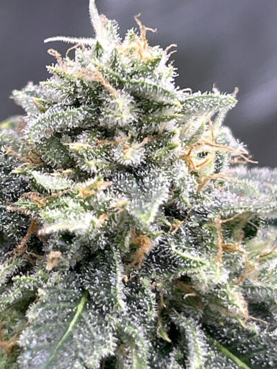 35D674E5-D529-4C71-B197-1331C1F49170