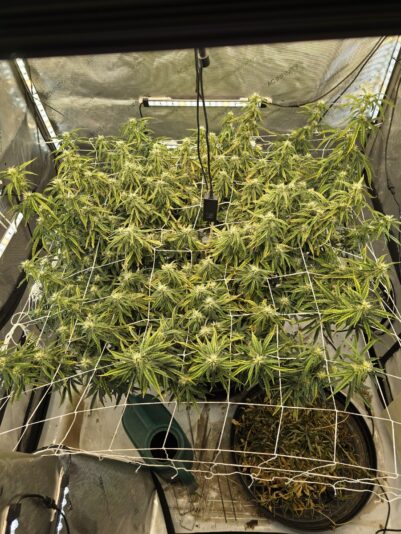 8bb34a11-5cda-47fa-ad78-2e57ff7bd158