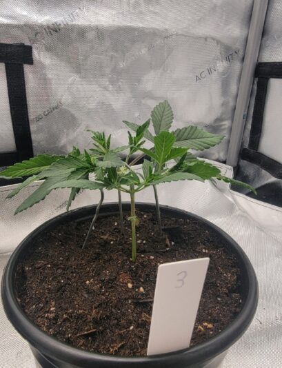 81a5b948-7bb5-4ce4-8fb7-85f71c7dd03f