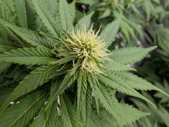 378cf6f7-19be-47c2-a2f9-a2cf13d4b628