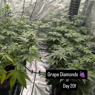 c0aaf1bc-abe3-4984-8088-3a1ea6d3441f