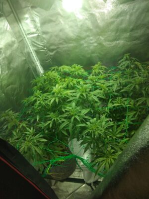 photo_2025-03-31_20-29-22