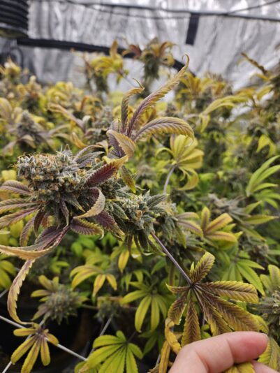 c92596ba-0b34-4a84-b6c5-ebc95bf053fa