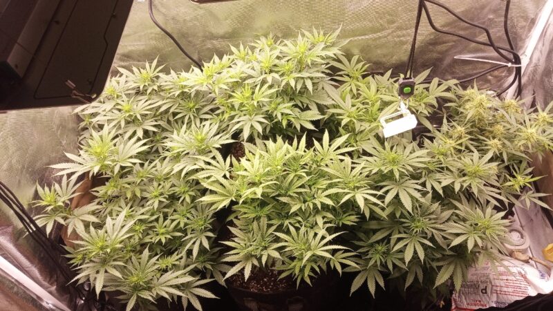 fc6d0b9f-e013-46cc-89cc-b90cc56922ce