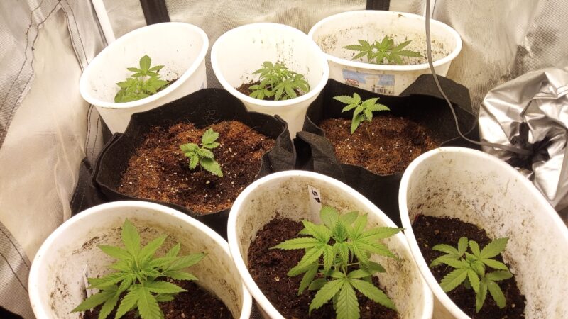 0975e9f4-cd69-4195-96c9-5c206d54b7d0