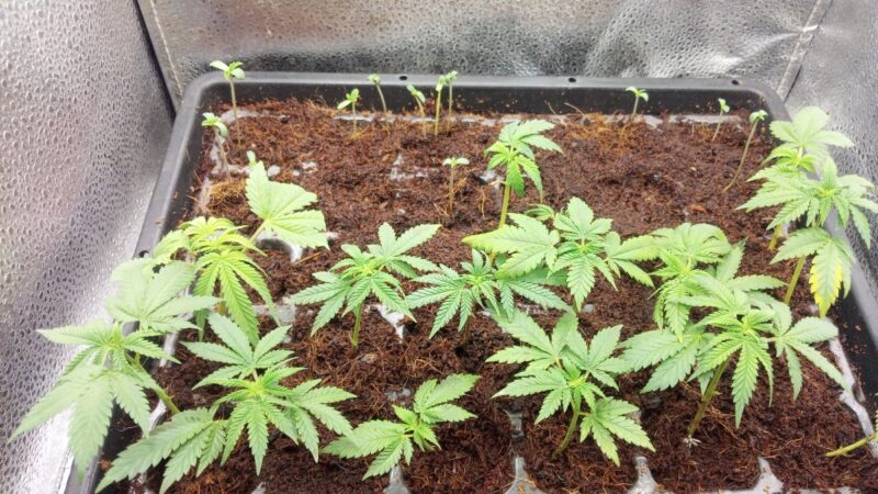 a348244f-fff1-439e-bbdd-69614592272d