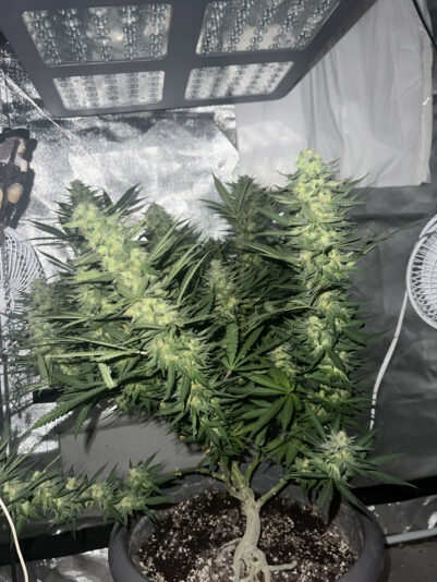 176A070C-3186-4555-99F6-809E9F0DF473