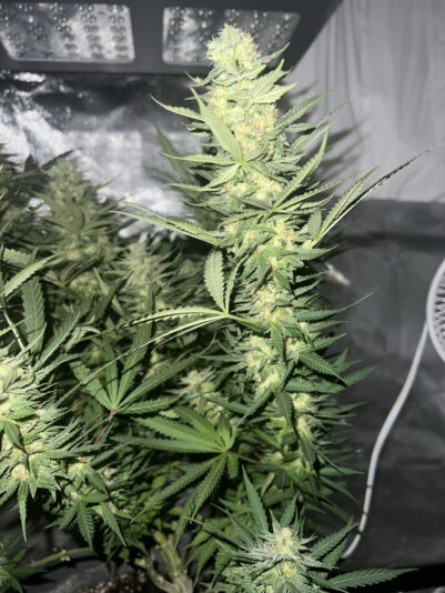 BB8C4F53-74C1-4A95-8C56-E365E2C07044