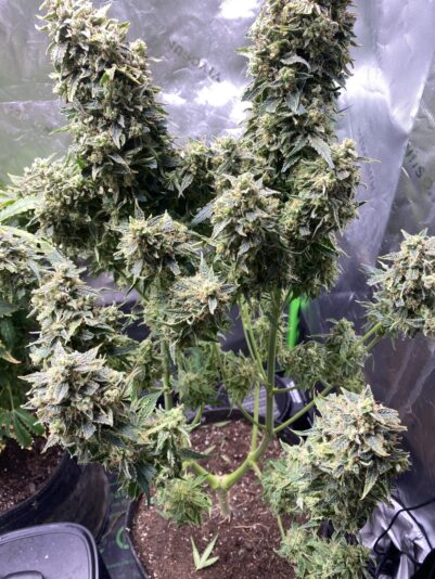 590C8AEA-E02C-46E2-95F7-2A71197B669D