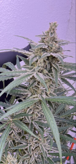 2FFFBD8F-102C-4618-8F6E-2DEF2966A672