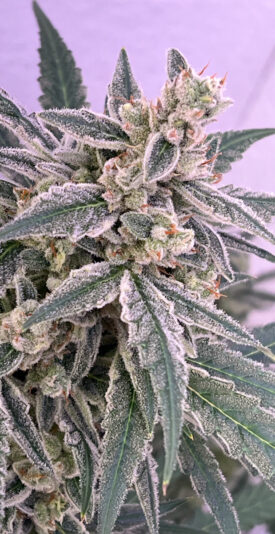 5B1C4C76-94CE-4ED7-BD79-B110BB1AF64F