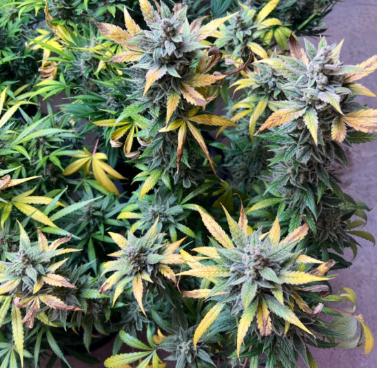 25359EF7-EC0F-4DC7-B477-3383486120E5