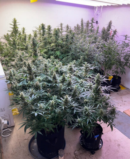 8E36A242-B899-41CE-A84A-750627311339