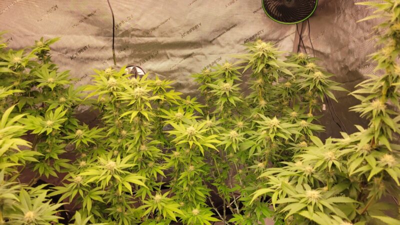 f960bae7-e785-452e-888e-6b0542b32ac3