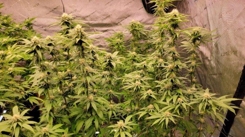 99f1bdc9-c1ea-4f02-839c-8da45ead3a85