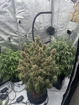 54b05d49-b1b9-4ae3-bd27-5abc000fff87