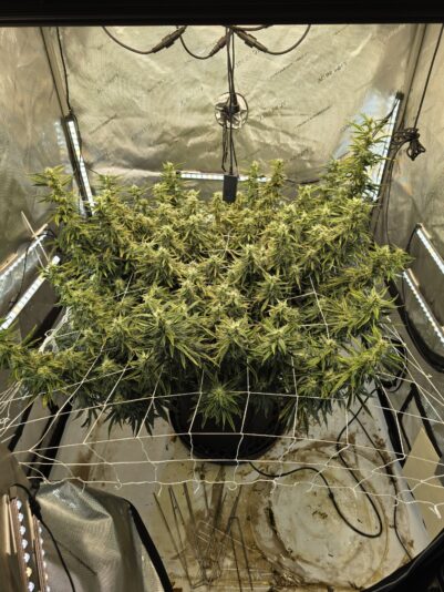 6e3c433f-5e8c-4e54-9d29-70e8c4e79eef