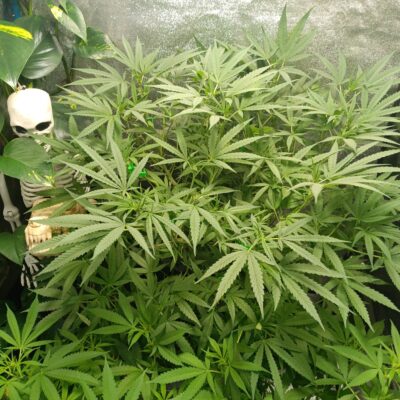 d5067e98-6e80-4bbc-8053-c8150ffd17e4