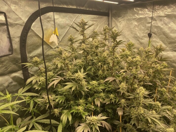 D1ADAF8F-E4B8-4210-AF0E-FC53134434E7