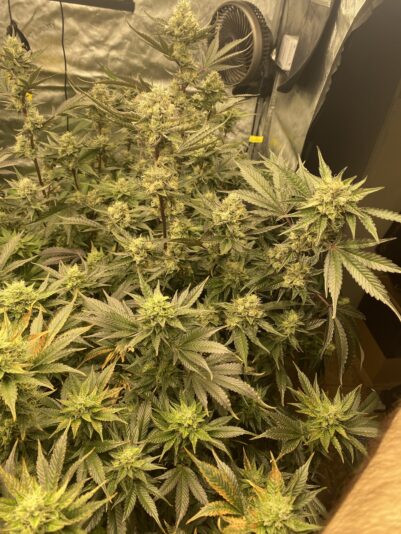 6BD502C7-7146-46E5-B36C-A437BE0038F3