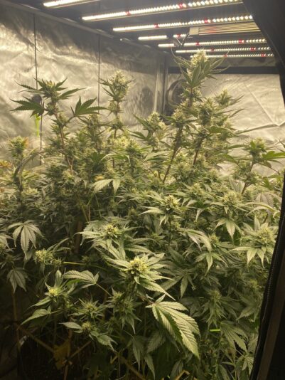 43FB2999-83FE-4272-877B-2B8388F3161D