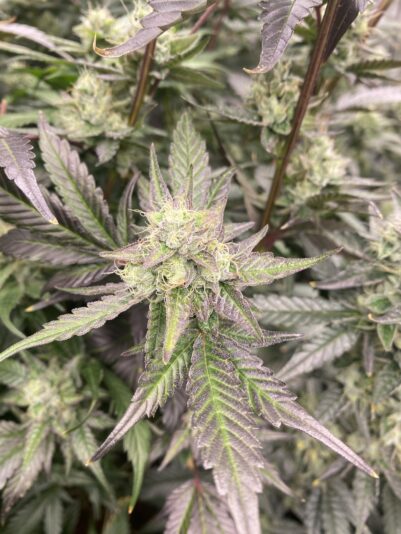 53C9CEE2-D453-4292-9164-64AEDCA175E3