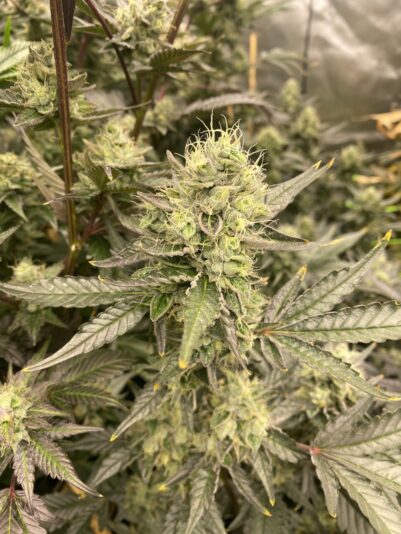 973FD205-0A0D-4D1A-8722-AFCE4BE65010