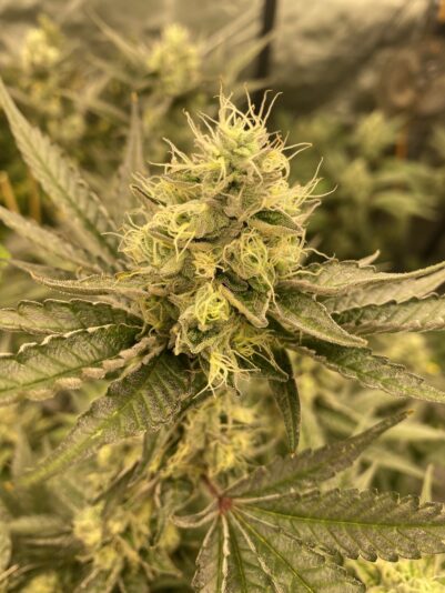 55137749-9353-476F-BD3A-5E32F0A1D4E1