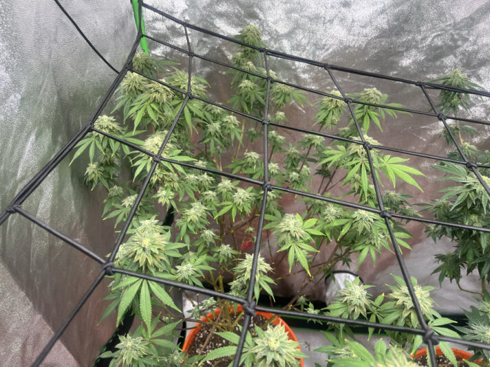 CFE612EB-E069-412D-BA7C-F253143B0E38