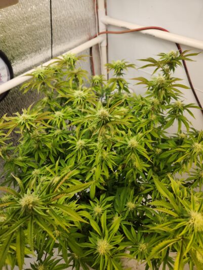 ece0a3b2-7281-427d-a3fd-0faeef91d64f