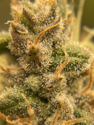 063C0848-D915-4686-9977-48C783B22CA5