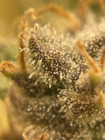 A6E64482-2423-4BF7-AAE0-F07AB4B88CB2