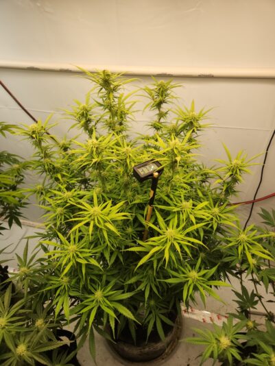 a2ca93a6-1f14-4714-9c20-28127b2fd965