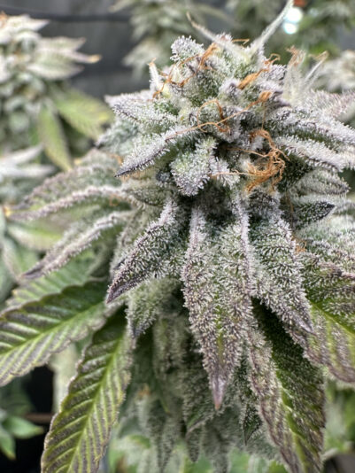 E4D8AE25-EDF5-4A9B-A65B-1CF636E94015