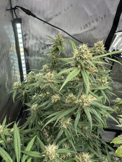 597F6B20-A4C7-4075-BCDE-A00A02BF0A3E