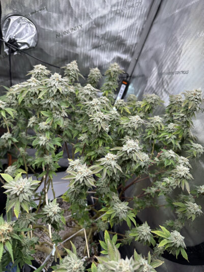 E7C72797-EE95-4BAF-97B1-5E82E9059101