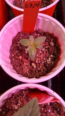 20250131_112503 Day 15 Trefoil