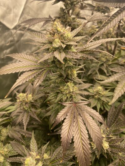 3D48D922-82CD-40B1-9F61-4A22DB9BBA92