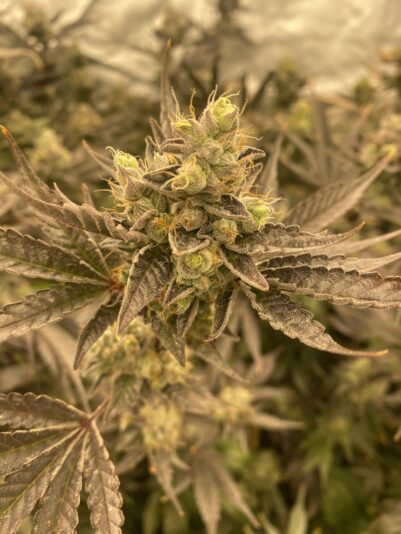 4CA408AA-7A92-4DCE-AFEF-7EC0F6A3080A