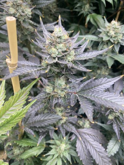 D1C1A44C-D6C2-4469-9AD6-4F4CFE033005