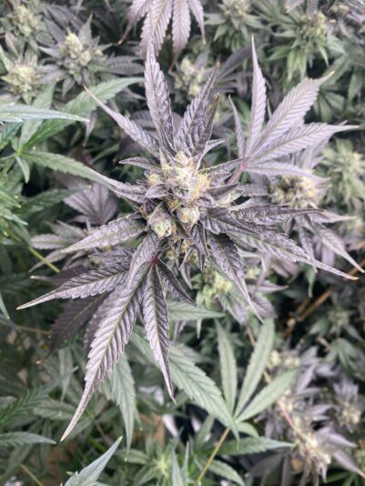 202E1636-F563-4891-B91C-7B54A57D21CC