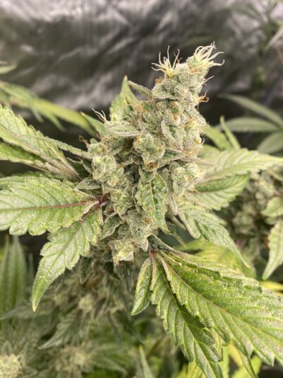 2255D8EE-2641-4E3F-A629-204230966444