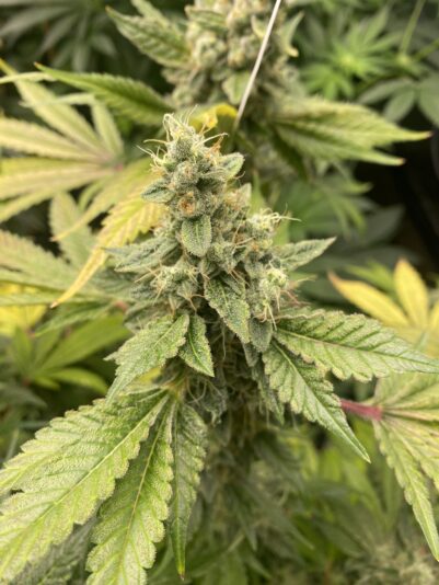 05E706D0-DADD-44AE-A5F7-EB7167DDB4CE