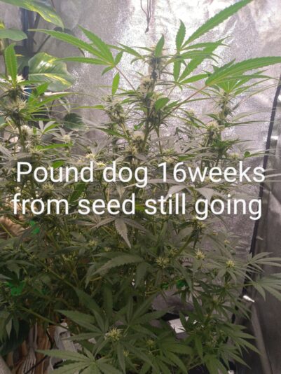 80c0de16-f755-4ac5-b01b-9475c4c0fa0f