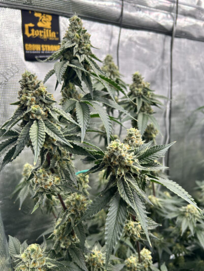 4CF9CFFE-96CA-47C0-B979-B80418BCB5AA