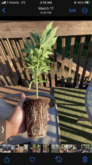 0732937B-2A04-4260-B01D-C0229F69C95B