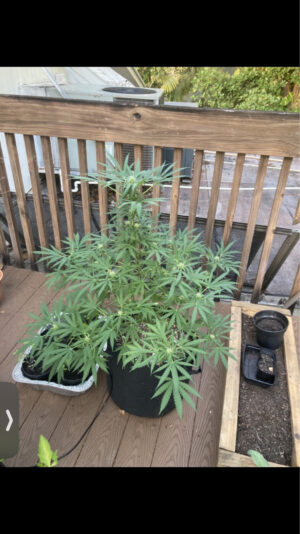 923C4B59-1BE1-44B6-A63A-8C07C221D0F7